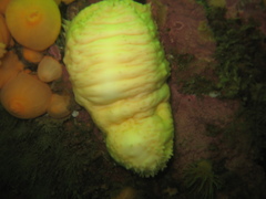 Cucumaria frondosa