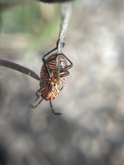 Spilostethus taeniatus