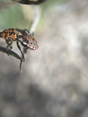 Spilostethus taeniatus
