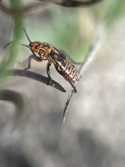Spilostethus taeniatus