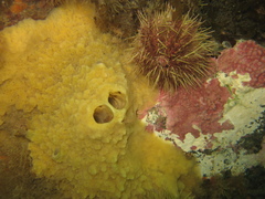 Halichondria sitiens