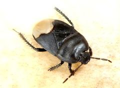 Cydnus aterrimus
