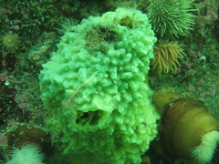 Halichondria sitiens