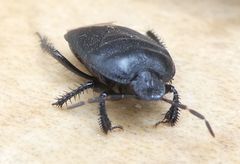 Cydnus aterrimus