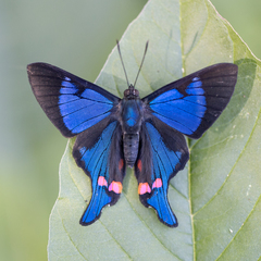 Rhetus periander eleusinus