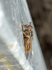 Ferdinandea fumipennis