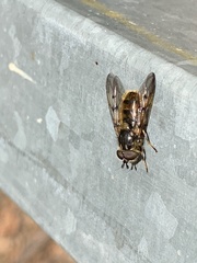 Ferdinandea fumipennis