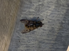 Ferdinandea fumipennis