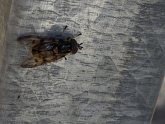 Ferdinandea fumipennis