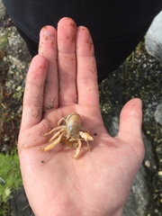 Upogebia