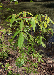 Acer mandshuricum