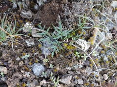 Lomatium gormanii