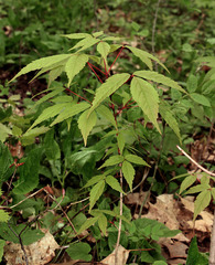 Acer mandshuricum