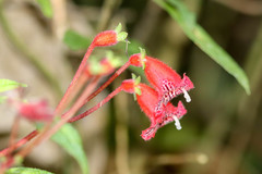 Kohleria inaequalis