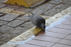 Columba livia domestica