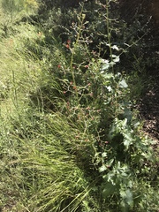 Scrophularia desertorum