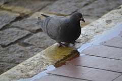 Columba livia domestica