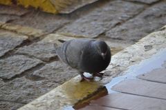 Columba livia domestica