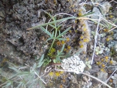 Lomatium gormanii