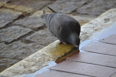 Columba livia domestica