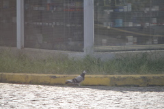 Columba livia domestica