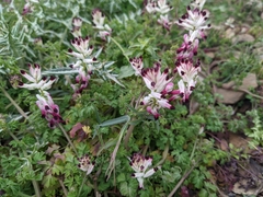 Fumaria capreolata capreolata