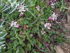 Fumaria capreolata capreolata