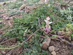 Fumaria capreolata capreolata