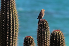 Haemorhous mexicanus