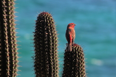 Haemorhous mexicanus