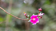 Andesanthus