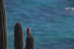Haemorhous mexicanus
