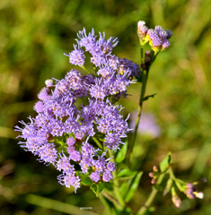 Chromolaena hirsuta