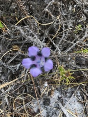 Roella maculata