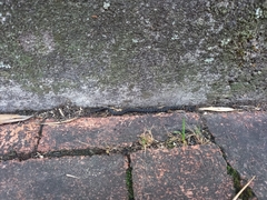 Erythrolamprus epinephalus pseudocobella