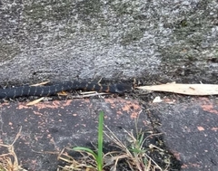 Erythrolamprus epinephalus pseudocobella