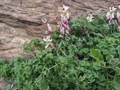 Fumaria capreolata capreolata