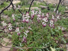 Fumaria capreolata capreolata