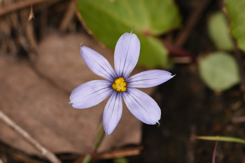Sisyrinchium miamiense