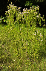 Chromolaena hirsuta