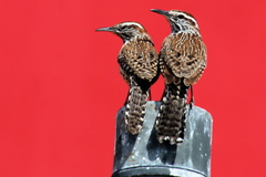 Campylorhynchus brunneicapillus