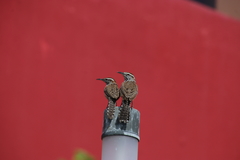Campylorhynchus brunneicapillus