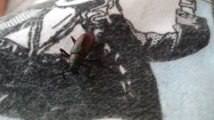 Coleoptera