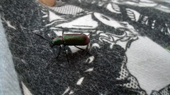 Coleoptera