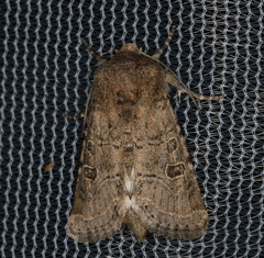 Protorthodes melanopis