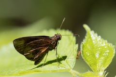 Miltomiges cinnamomea