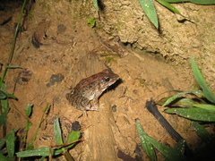 Leptodactylus fuscus