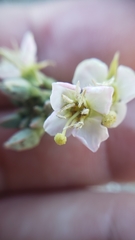 Chylismia claviformis claviformis