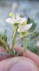 Chylismia claviformis claviformis