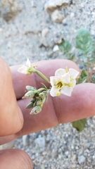 Chylismia claviformis claviformis